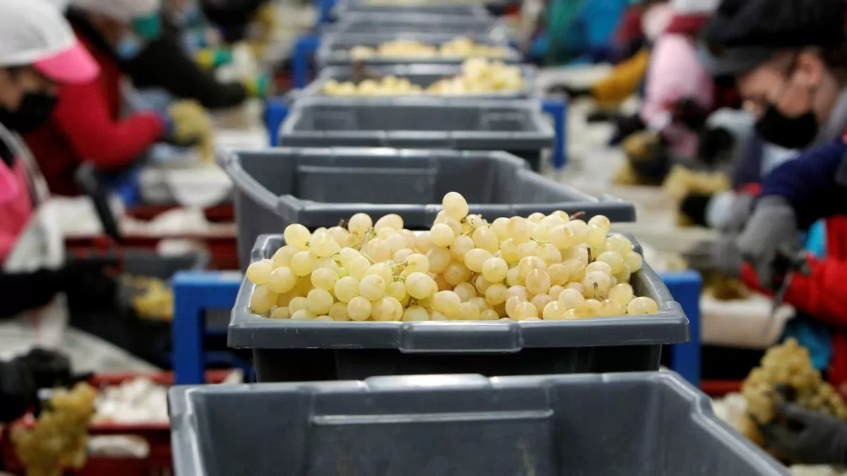 No habrá uvas para todos