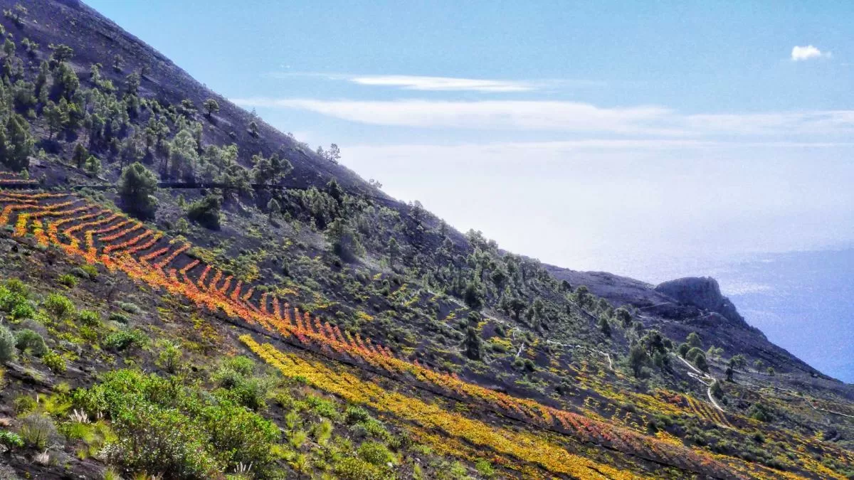 Los colores de las viñas del volcán de San Antonio