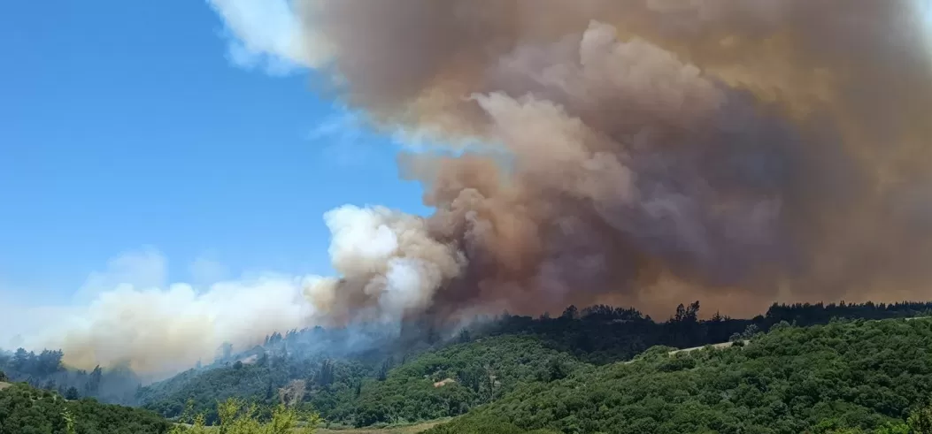 Al menos 200 hectáreas afectadas deja incendio forestal en Santo Domingo
