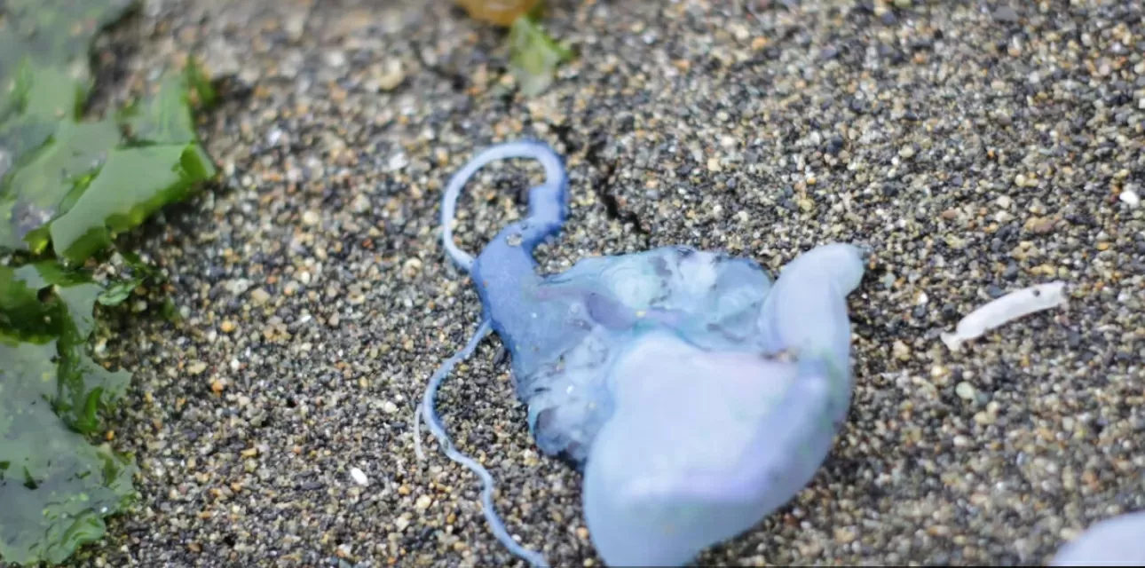 Seremi de Salud prohíbe el baño en tres playas del litoral central por audiencia de fragata portuguesa