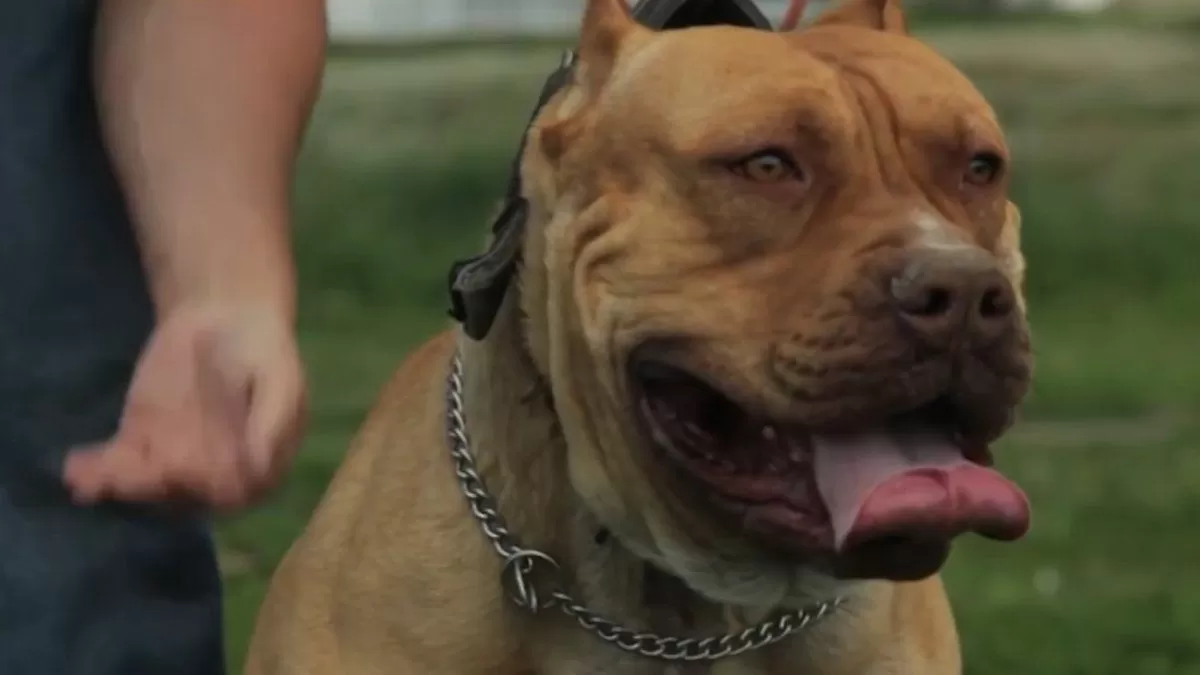 Niña fue mordida por un pitbull de su familia en Ciudad del pasta; en 2025 hubo unas 4 mil denuncias por casos similares