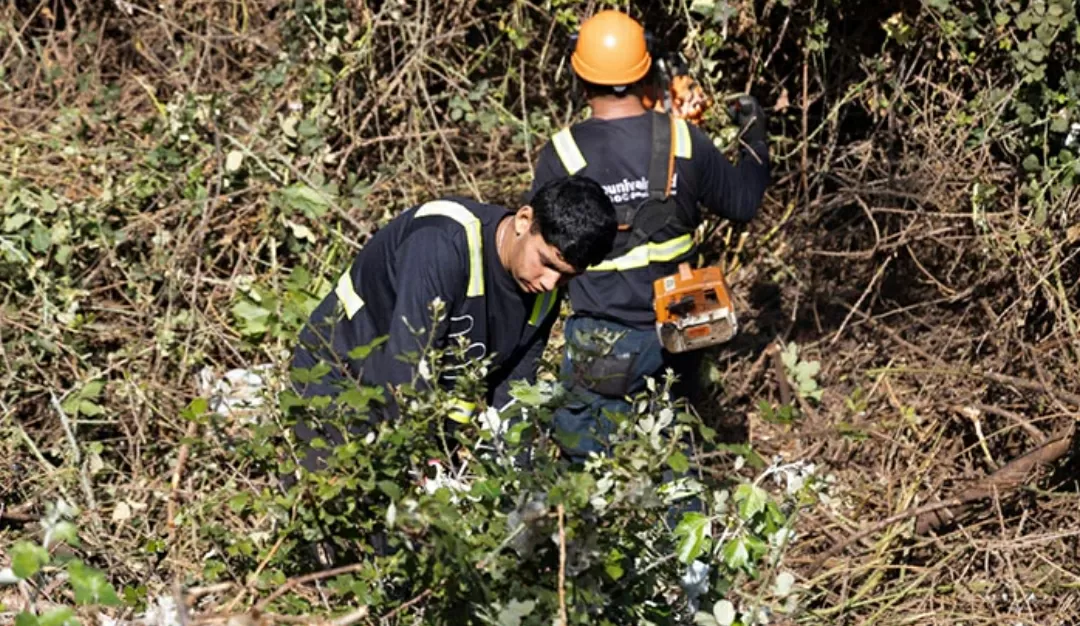 Más de 400 toneladas de maleza han sido retiradas de cerros y quebradas de Valparaíso por el borrador Verano