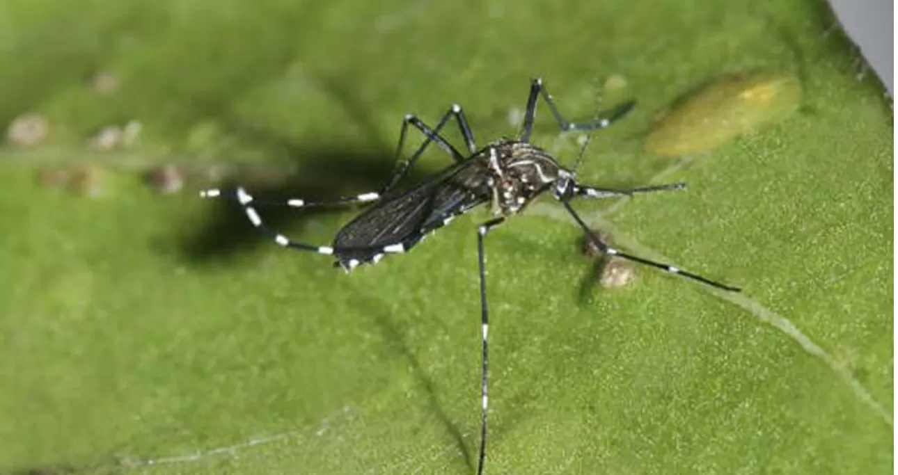 Alertan por dengue en Santiago luego que se activara fórmula en el aeropuerto