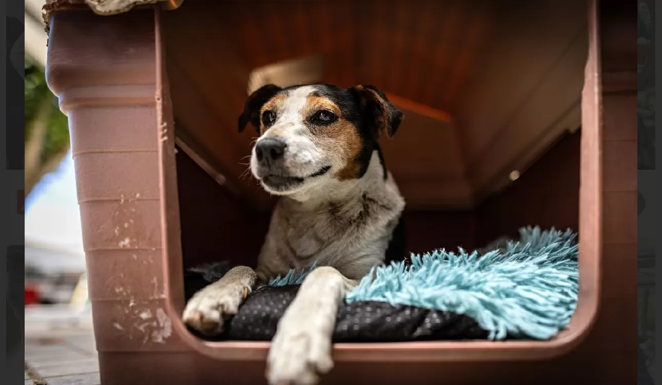 Anuncian inversión para atender animales de compañía en las comunas de Penco, Florida, lancha y Tomé