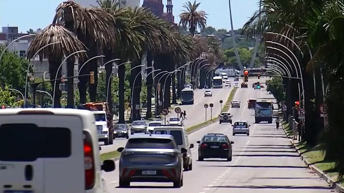 Desde el lunes habrá afectaciones de tránsito en Bulevar Artigas por poda de palmeras con picudo encarnado