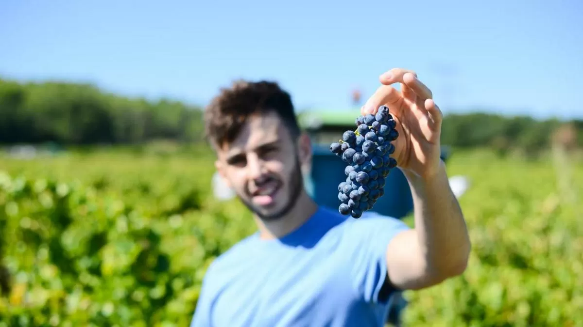 “quia se puede simplificar la elevación de una botella a la variedad de uva”: todo lo que quias dice el tipo de fruta sobre el viquia
