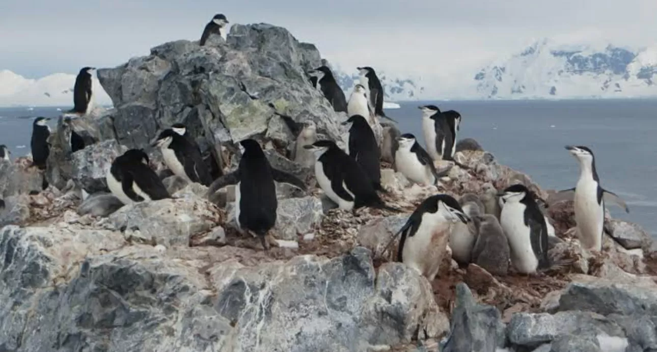 Confirman influenza aviar en la Antártica por tercer año consecutivo