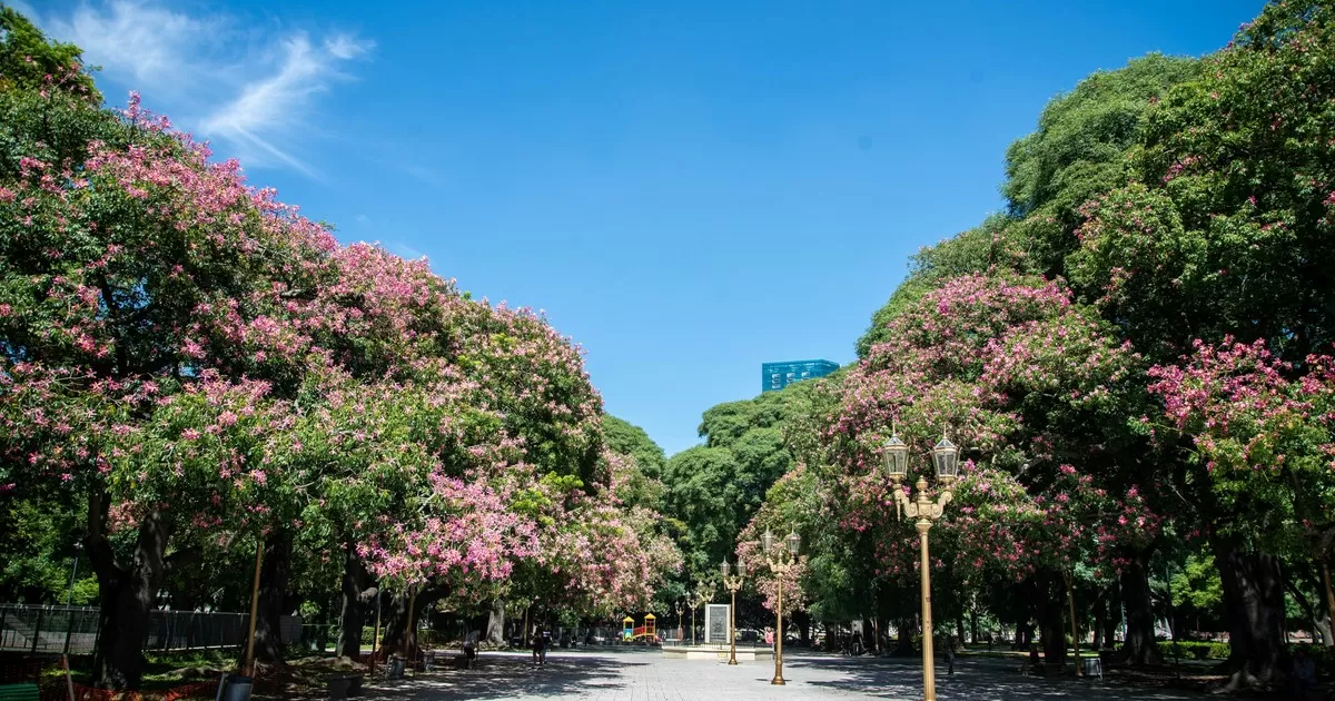 Los árboles de flores rosadas y blancas que completan los colores de la villa: cuántos hay y dónde encontrarlos