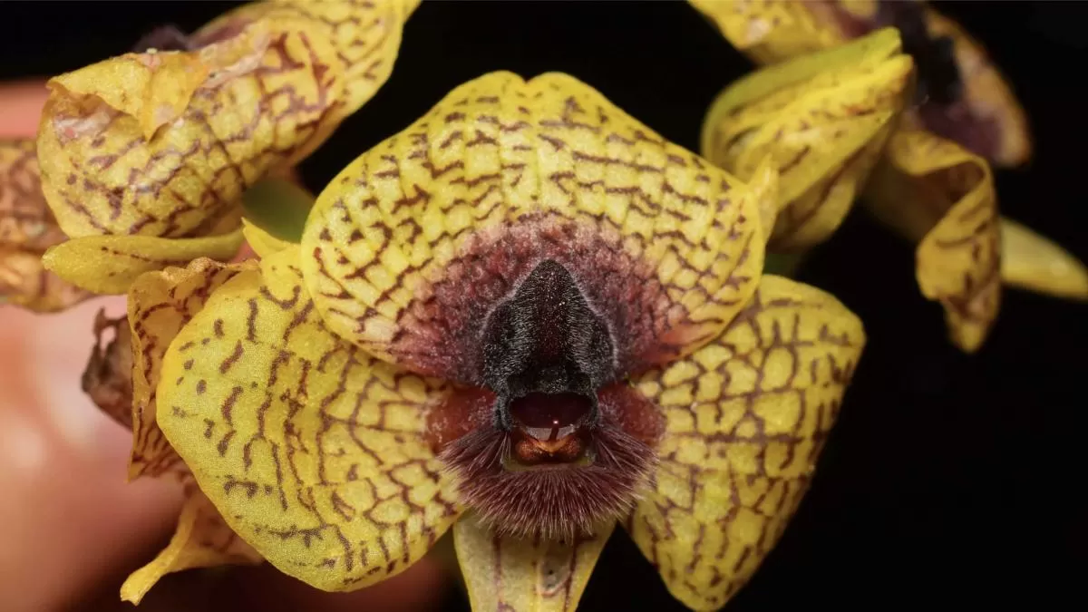 Una floración insoportable