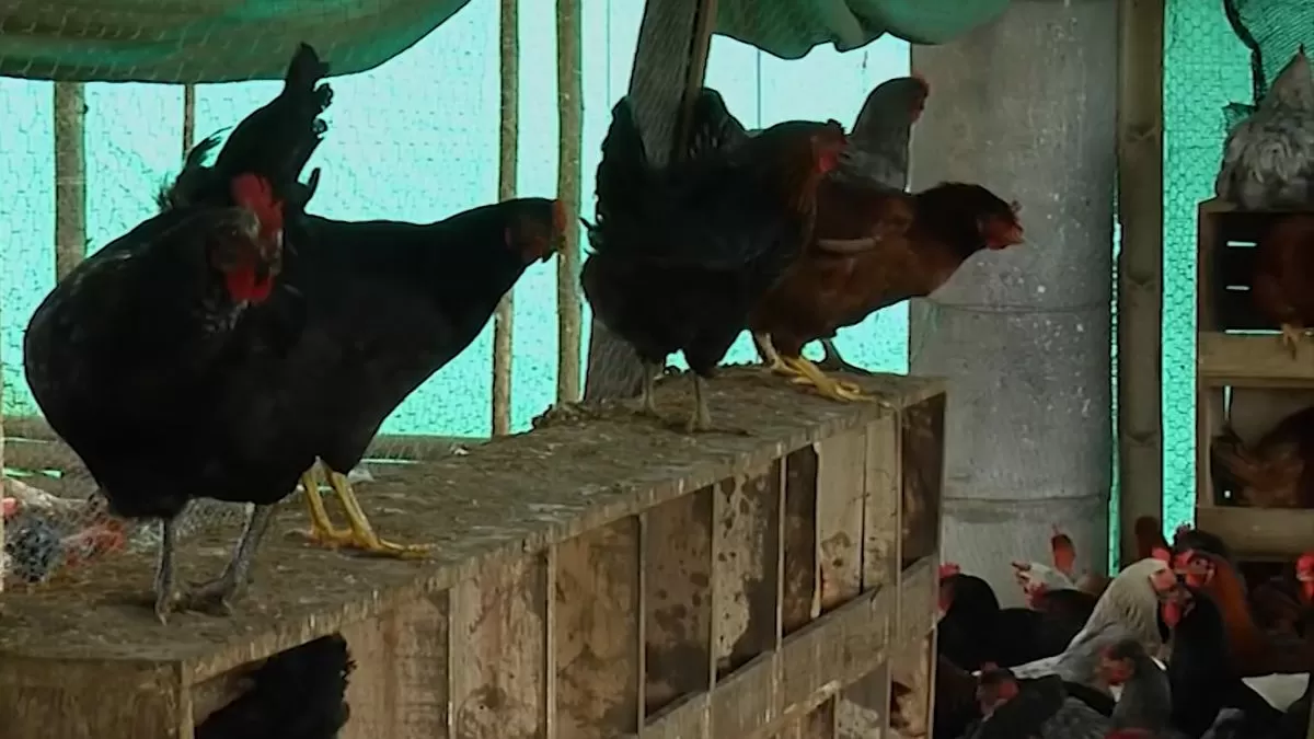 catarro aviar: MGAP dispuso suspensión de importación de aves y productos derivados desde Argentina