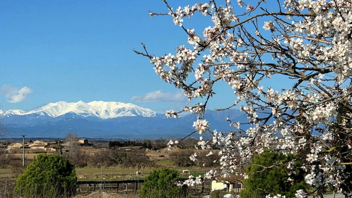 El último almendro en flor de las ruinas de Empúries