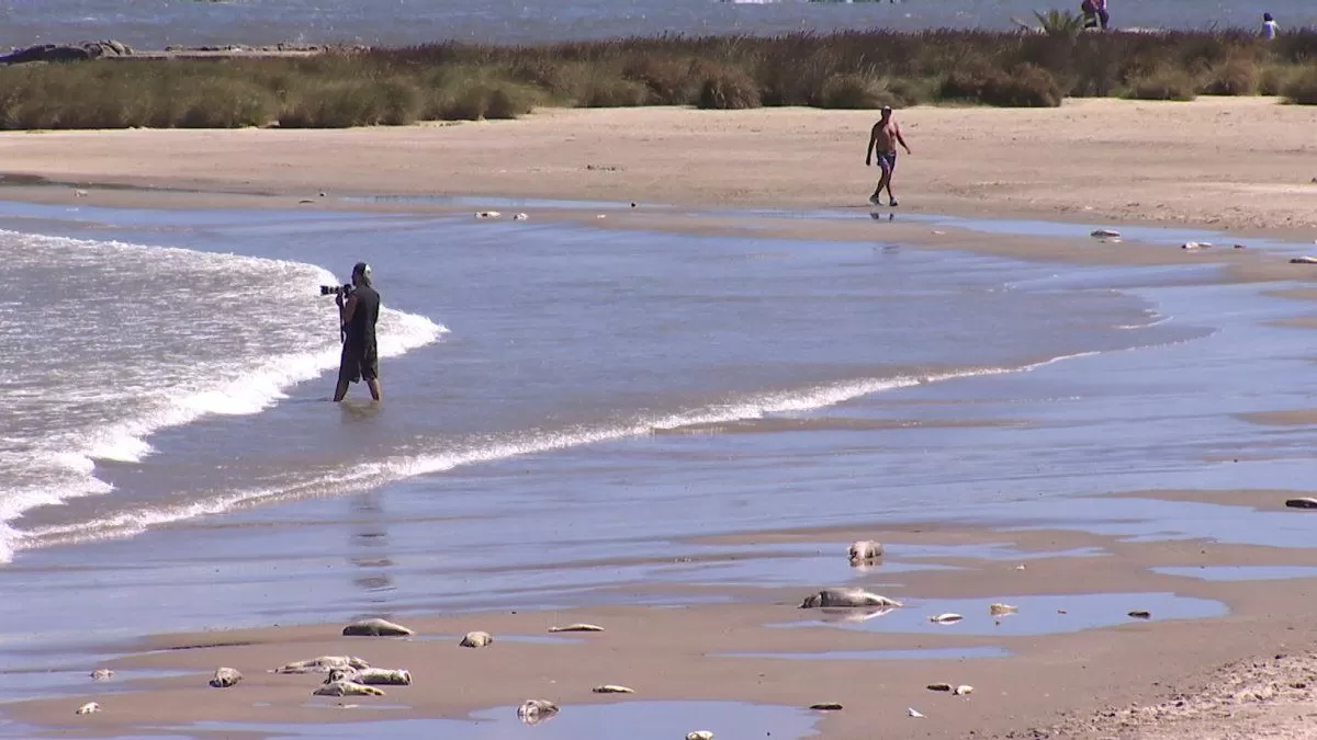 Aparecieron peces muertos en playa de Malvín; vecinos reclaman por omisión de limpieza