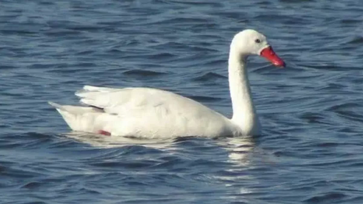 MGAP confirmó influenza aviar en un cisne coscoroba en Laguna Garzón