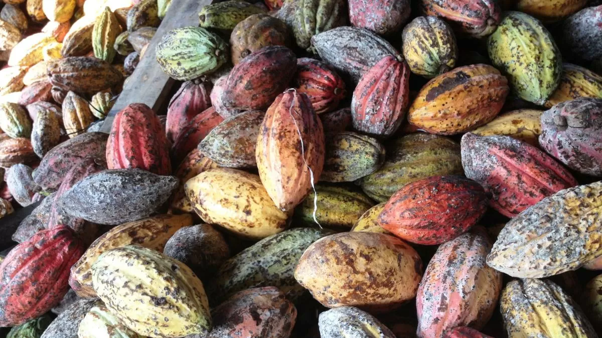 Tras meses al alza, el importe del cacao se desploma pero su repercusión puede ser mínima