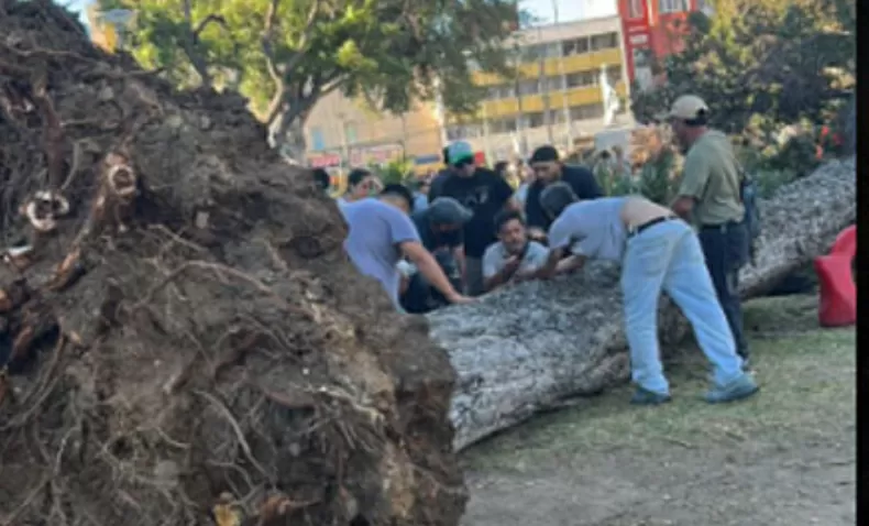 Continúa investigación para determinar causas de caída de árbol que causó la muerte de un varonil en Valparaíso