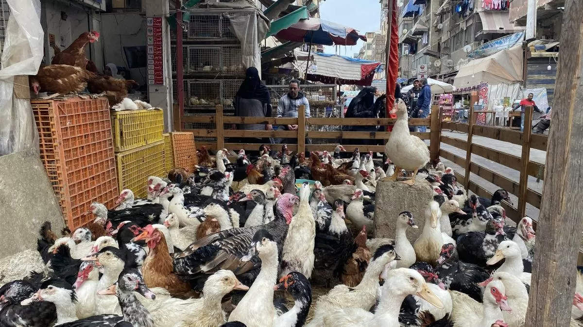 almorzar pato en Ramadán, la tradición egipcia que nació con la construcción del canal de Suez