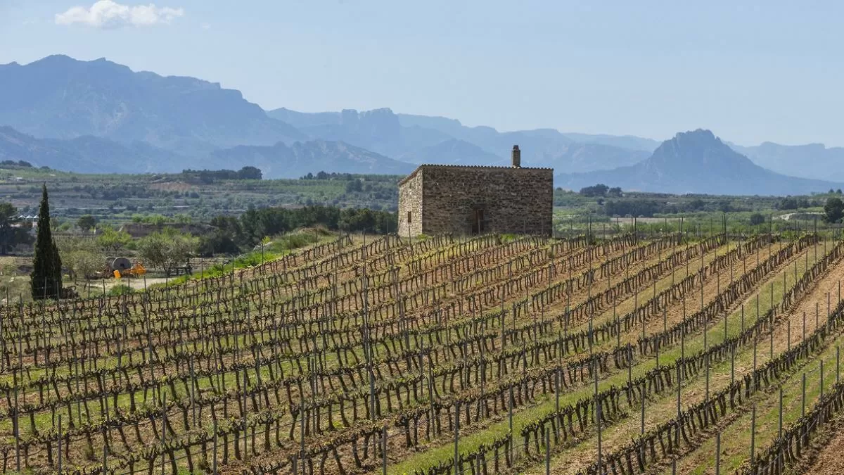 Un alcohol tinto de cepas centenarias y con acento mediterráneo: esta cariñena reivindica la grandeza de la Terra Alta