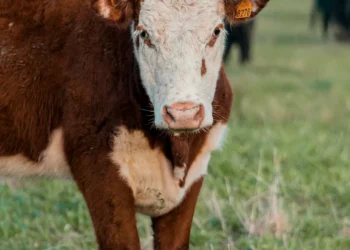 “La Economía: Impacto en la Vida y Crisis Mundiales”