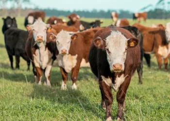 “La Economía: Pilar esencial para el desarrollo y bienestar”