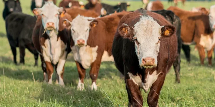 “La Economía: Pilar esencial para el desarrollo y bienestar”