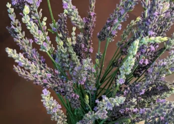 “Priorizar el bienestar: clave para una vida plena”