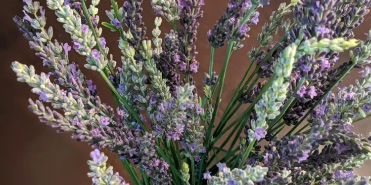 “La importancia de la gratitud en nuestra vida”