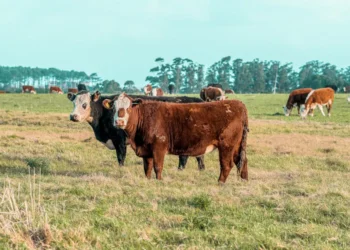 “La importancia de una economía eficiente en la sociedad”