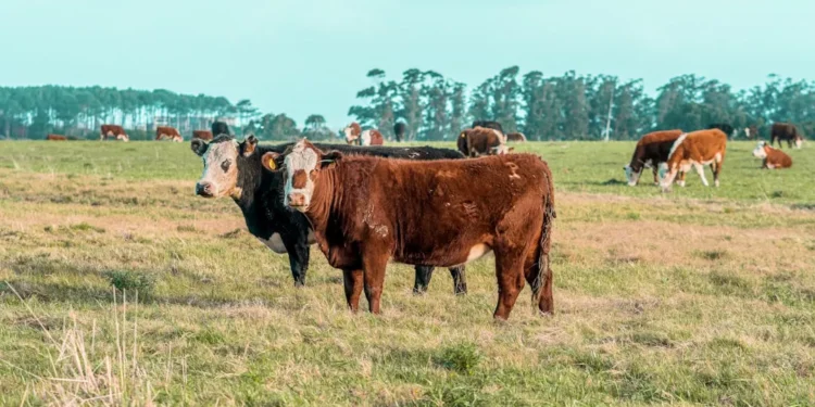 “La importancia de una economía eficiente en la sociedad”