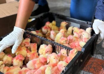 Nuevas técnicas genéticas en aves: Pollos de mejor calidad para los venezolanos.