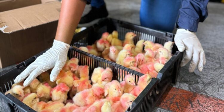 Nuevas técnicas genéticas en aves: Pollos de mejor calidad para los venezolanos.