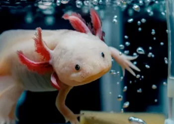 Los ajolotes dejan de envejecer a los cuatro años: ¿Podría su exploración ayudar a prolongar la vida humana?