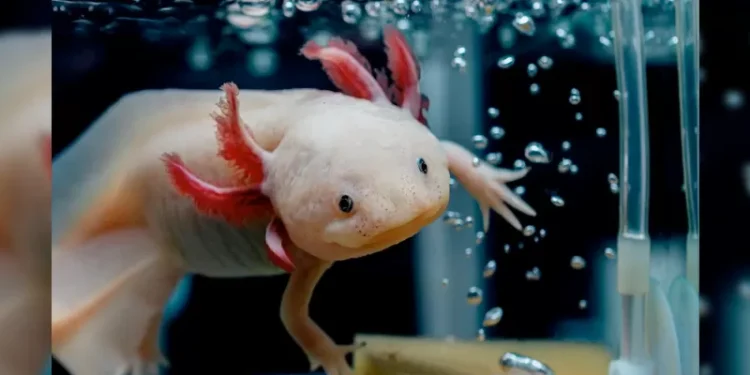 Los ajolotes dejan de envejecer a los cuatro años: ¿Podría su exploración ayudar a prolongar la vida humana?