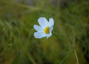 “La Importancia de la  en Nuestra Vida”