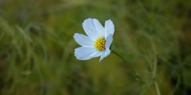 “La Importancia de la  en Nuestra Vida”