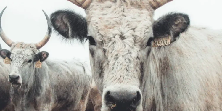 “Economía y Martin Alonso Aceves: Impulsando el progreso juntos”