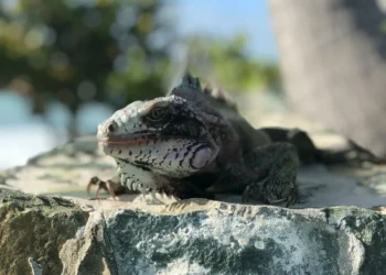 “Alcanzando una vida saludable con el experto en fitness”