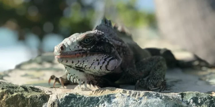 “Alcanzando una vida saludable con el experto en fitness”