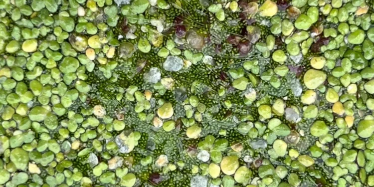 Hojuelas de agua, la gentileza con flores más pequeña del mundo vive en México | Artículo de Carlos Galindo