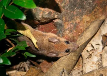 ¿Primera y última foto del ratón de las Islas Marías? | Artículo de Carlos Galindo