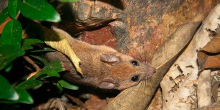 ¿Primera y última foto del ratón de las Islas Marías? | Artículo de Carlos Galindo