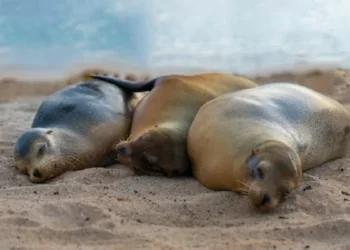 Galápagos: gabinete de Ambiente cierra Playa Mann por violación de normas de visita
