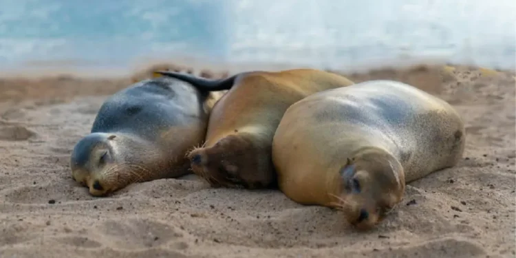 Galápagos: gabinete de Ambiente cierra Playa Mann por violación de normas de visita