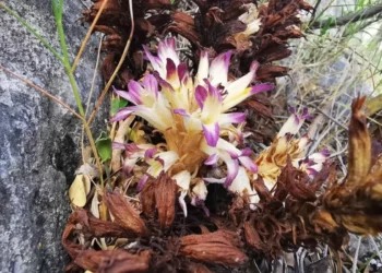 Se descubren tres nuevas especies de jopos en Chiapas, inexperto León y Coahuila