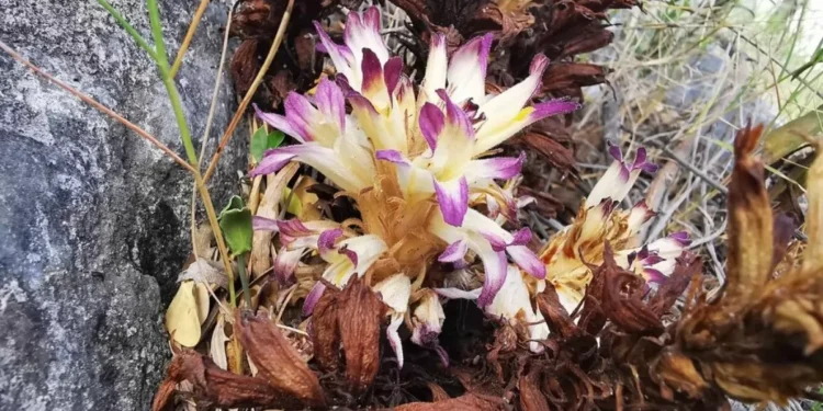 Se descubren tres nuevas especies de jopos en Chiapas, inexperto León y Coahuila