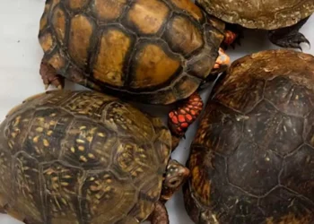 Aseguran 137 ejemplares de tortugas y ranas en el AICM; tenían como azar Japón