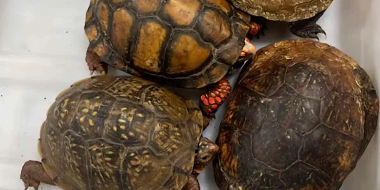 Aseguran 137 ejemplares de tortugas y ranas en el AICM; tenían como azar Japón