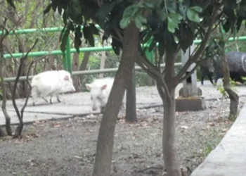¡Un blanquito en el arroz! Pecaríes albinos en el cumbre de la Silla en Monterrey