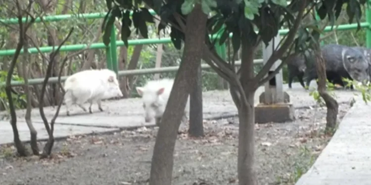 ¡Un blanquito en el arroz! Pecaríes albinos en el cumbre de la Silla en Monterrey