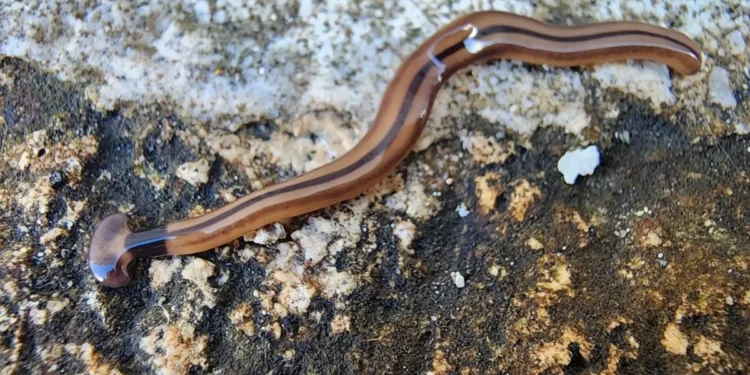 La silenciosa invasión de las planarias líder de martillo | Artículo de Carlos Galindo