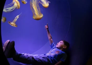 SeaWorld santo Diego inaugura la exhibición interactiva “Jewels of the Sea: The Jellyfish Experience”